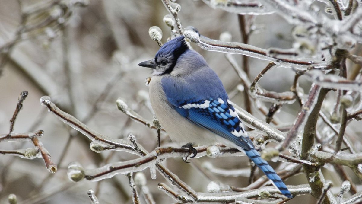 Голубая Сойка птица фото