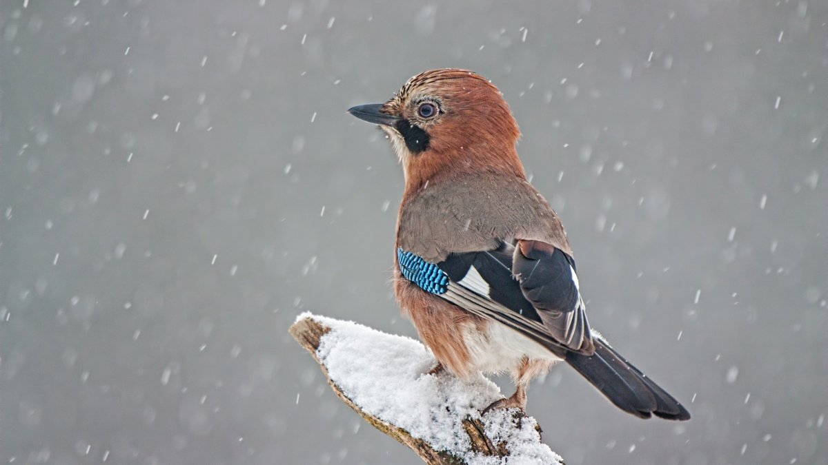 Птицы горной Шории