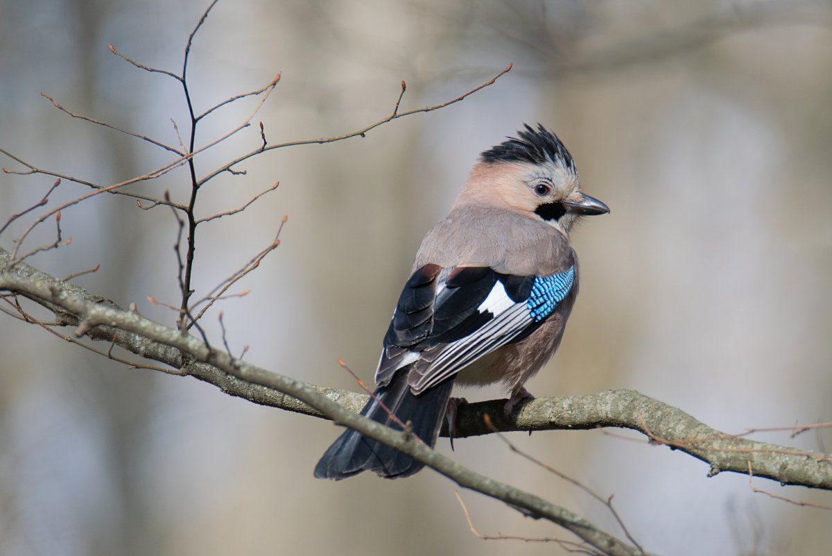 Сойка, крапивник