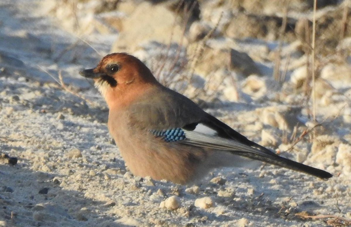 Рыжеголовая Сойка