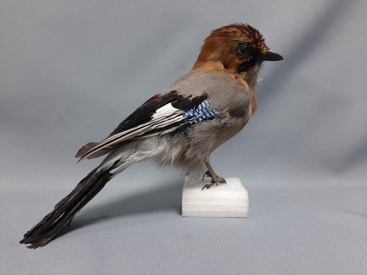 Сойка хохлатая