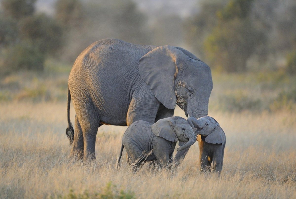 Саванный слон