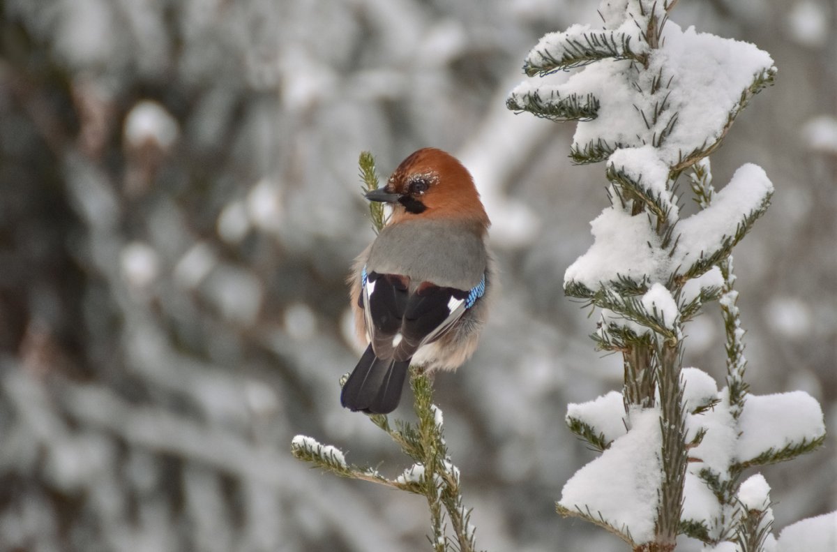 Сойка хохлатая