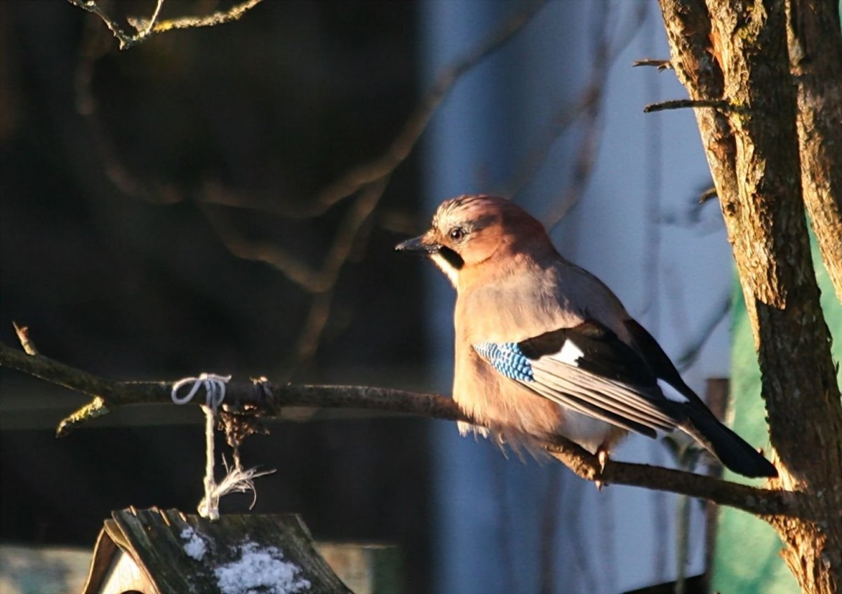 Сойка птица Вологодской области
