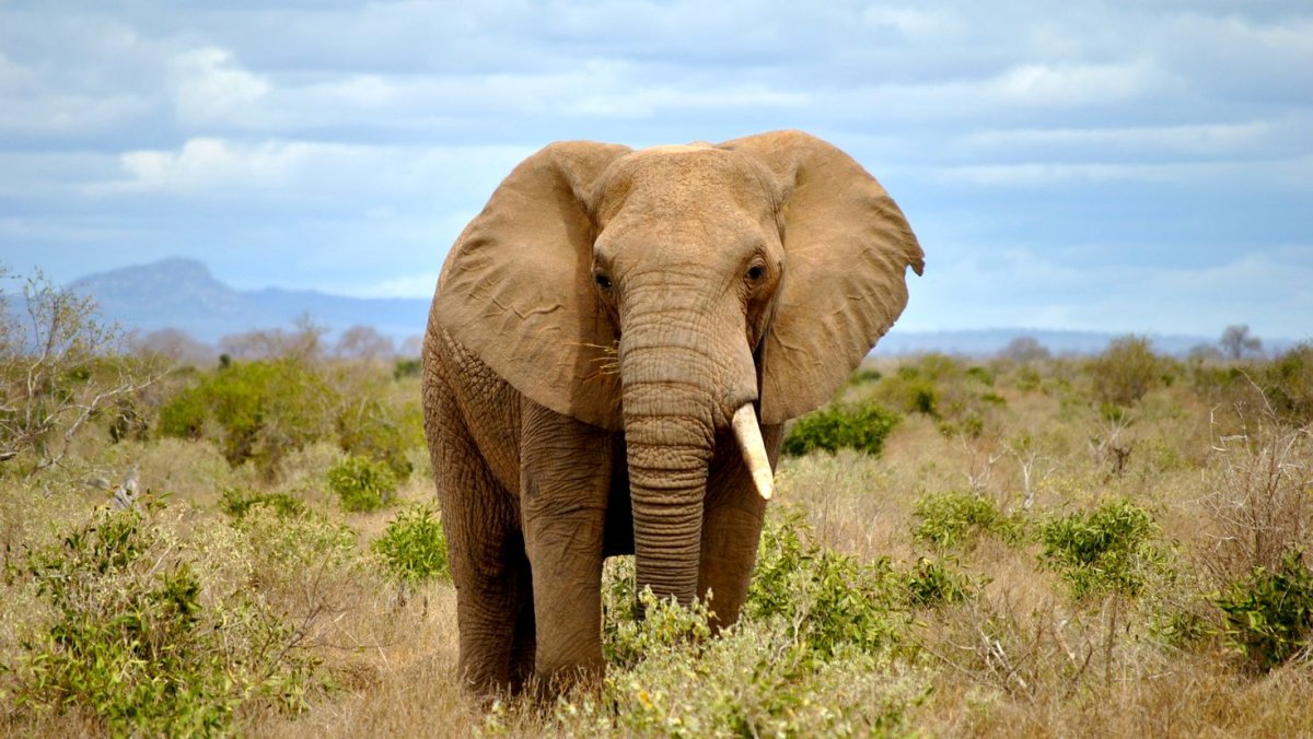 Африканский слон