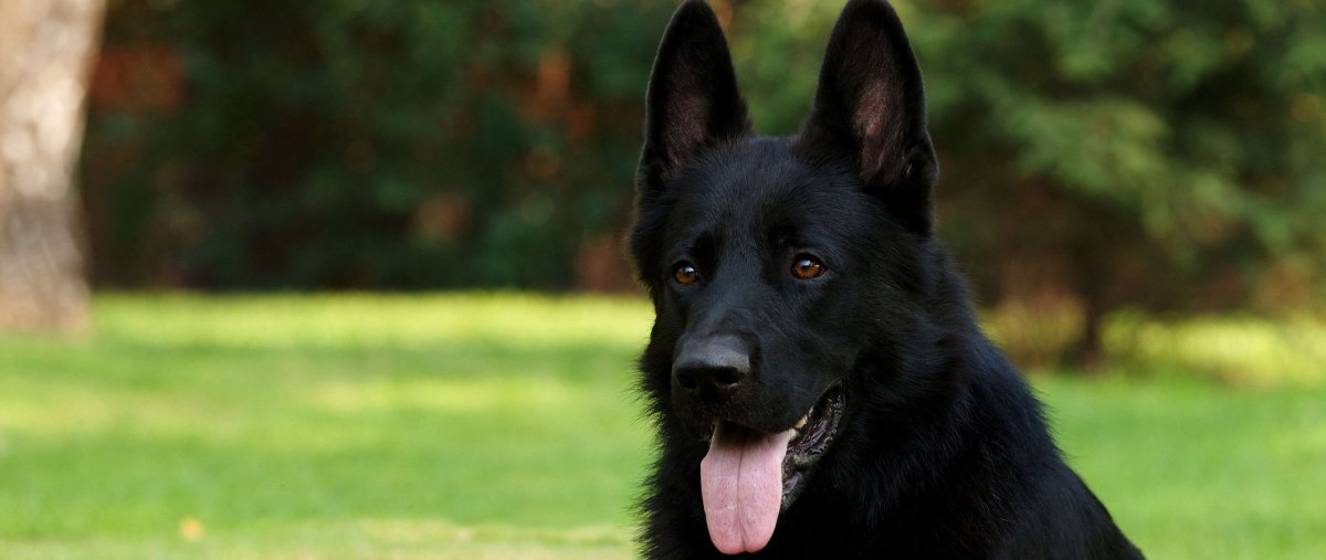 Черная овчарка Омен