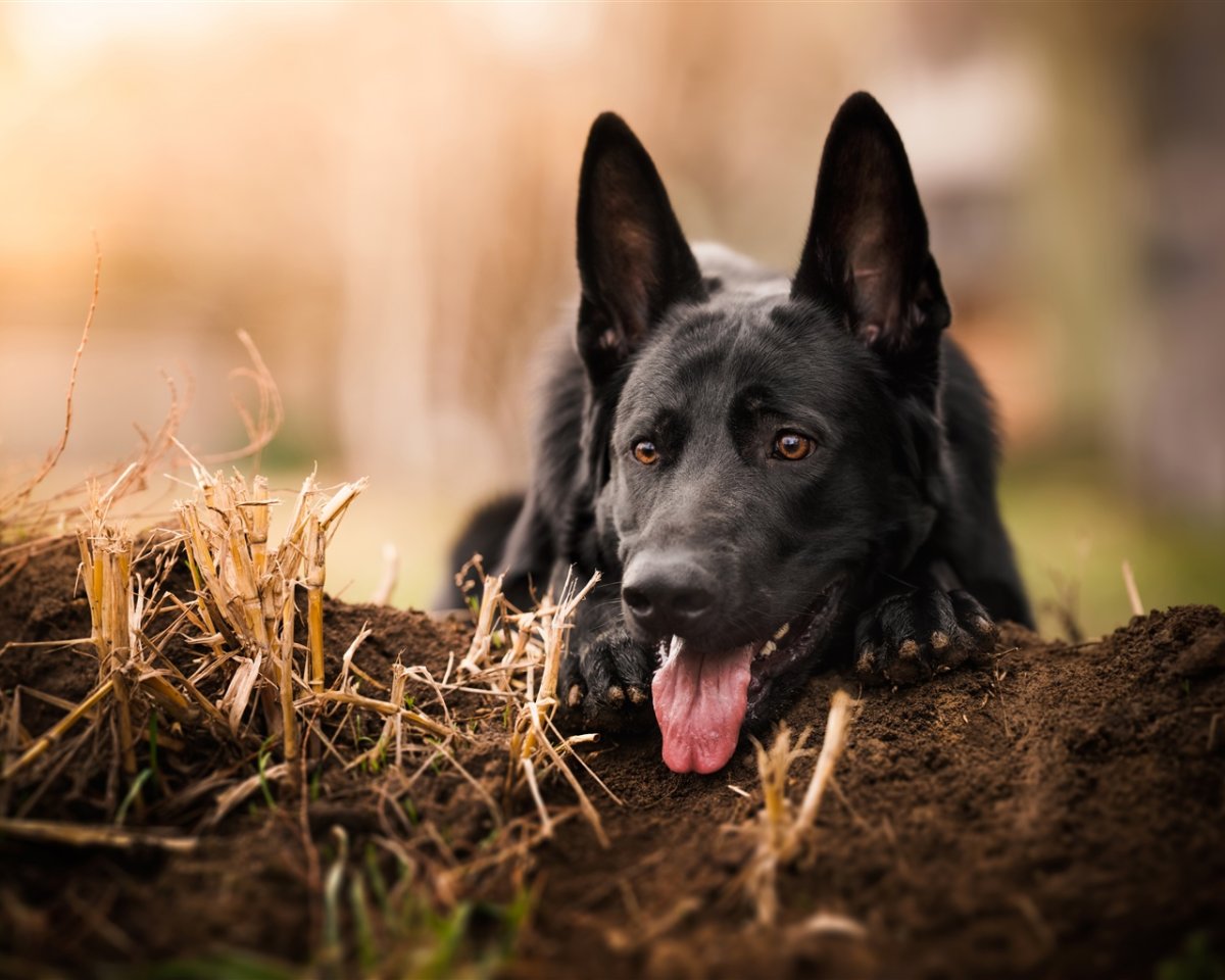 Овчарка гладкошерстная черная