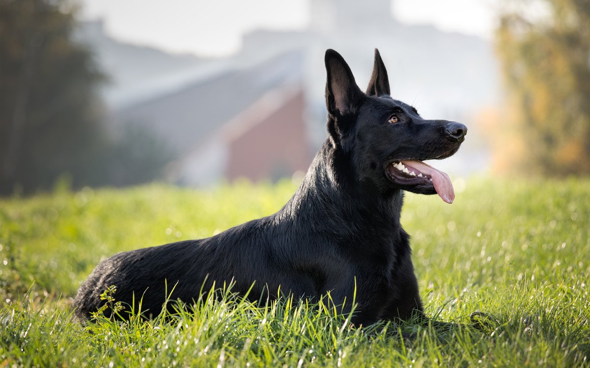 Немецкая овчарка черная