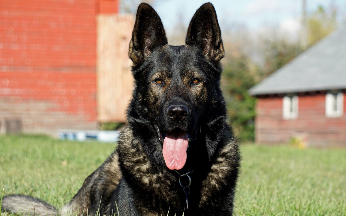 Немецкая овчарка черная гладкошерстная