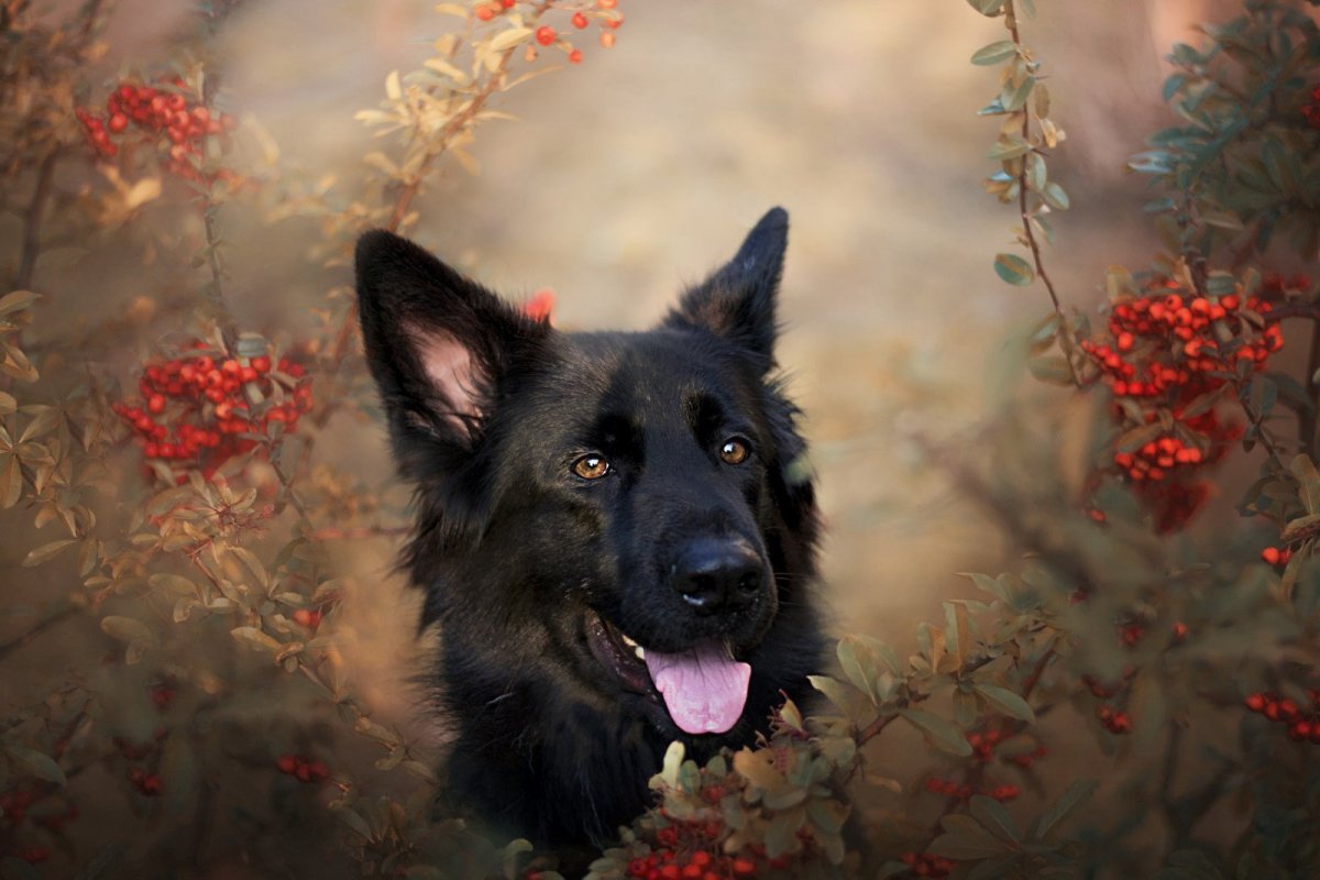 Румынская овчарка