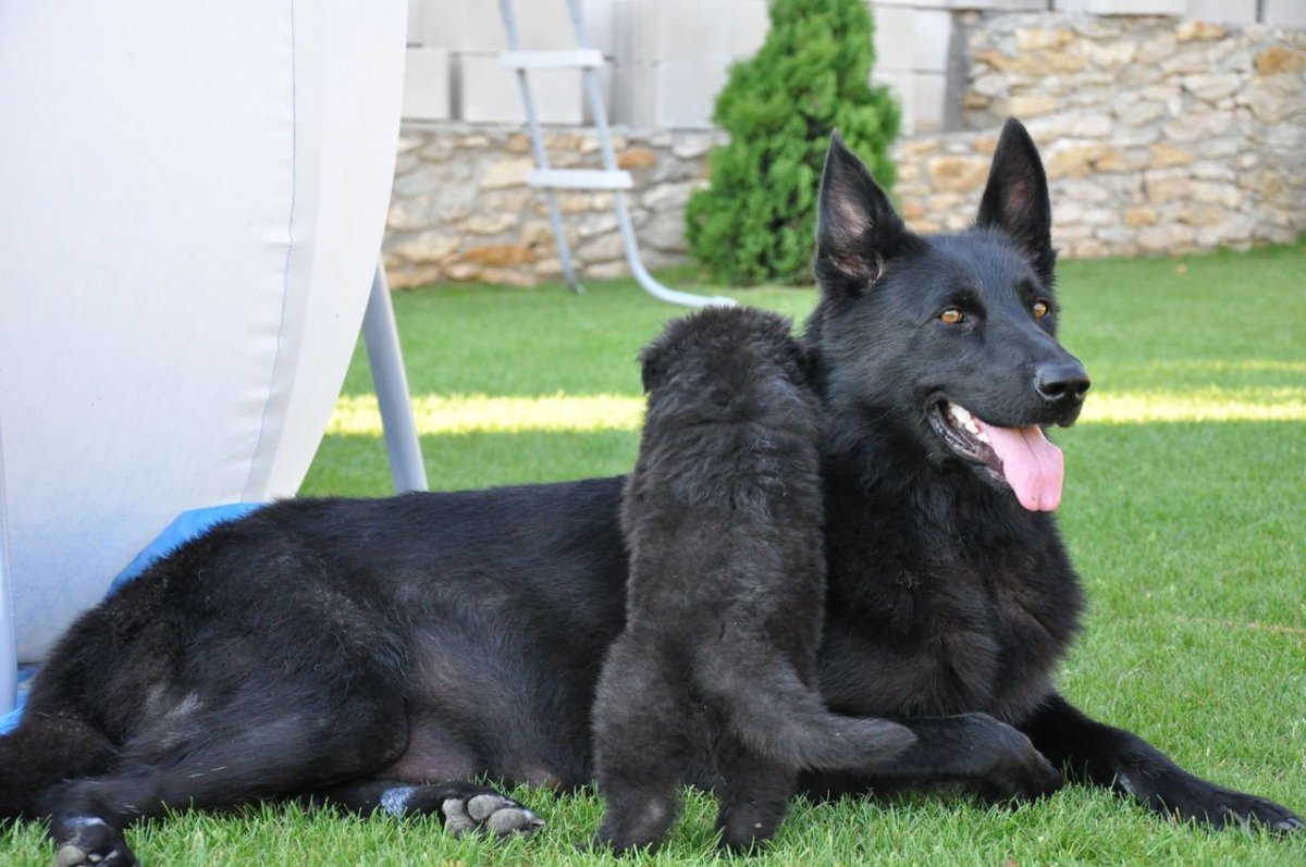 Восточно-европейская овчарка черная