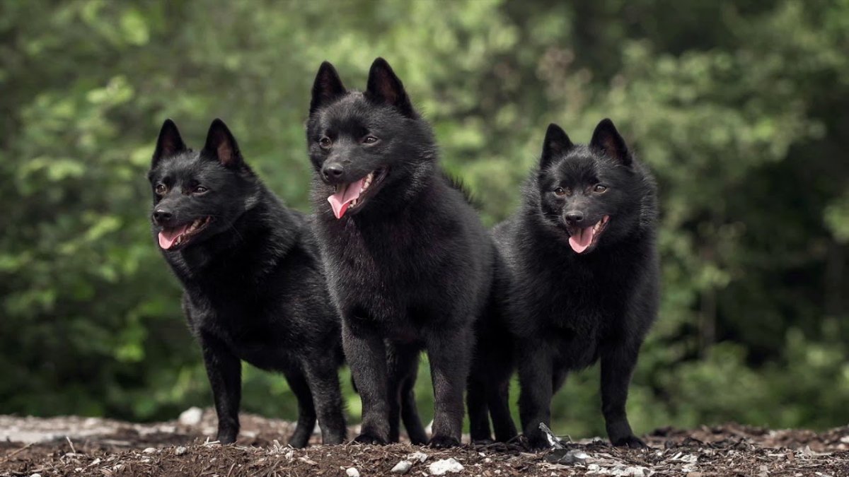 A Pack of Dogs