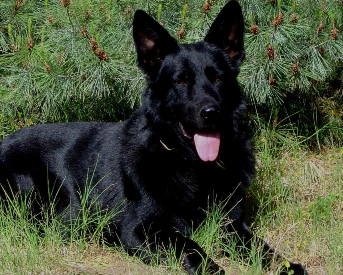 Бельгийская овчарка черная