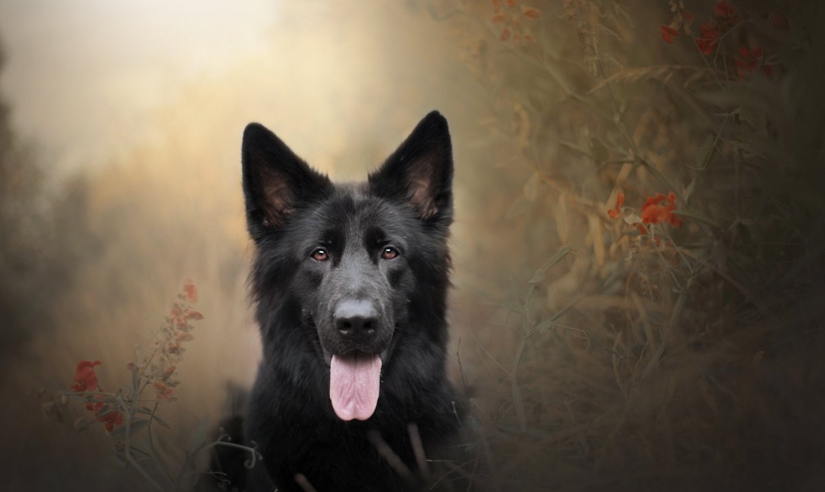 Бельгийская овчарка малинуа черная