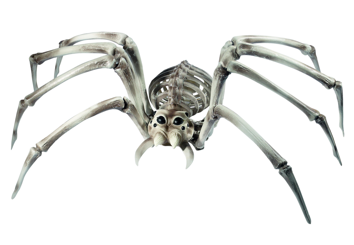 Наружный скелет паука