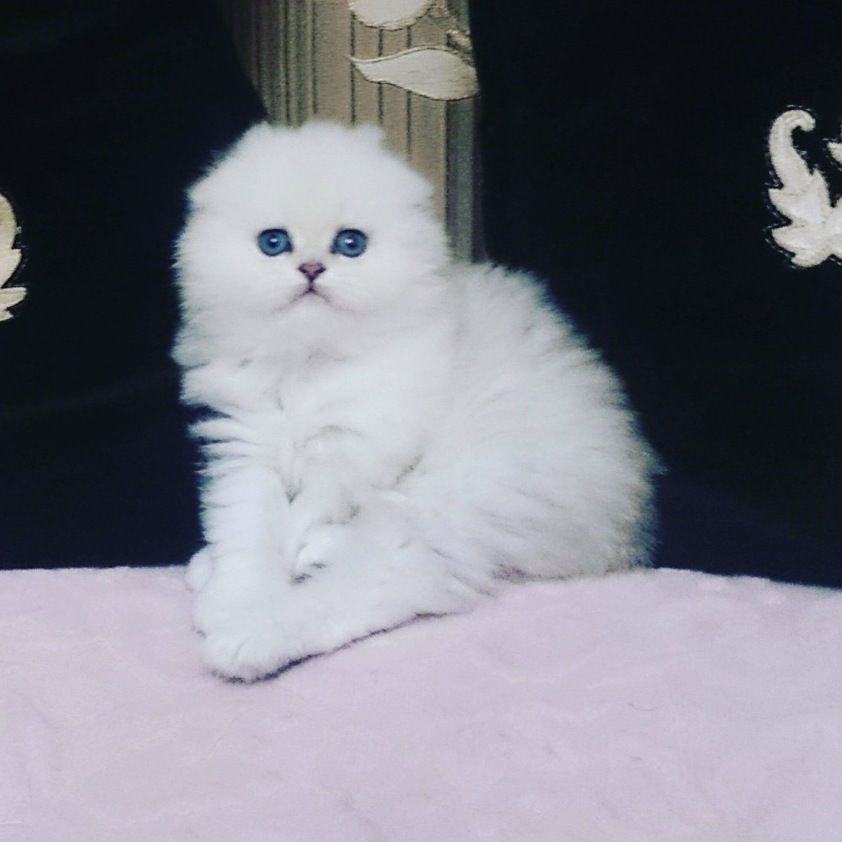 Серебристая шиншилла Рэгдолл