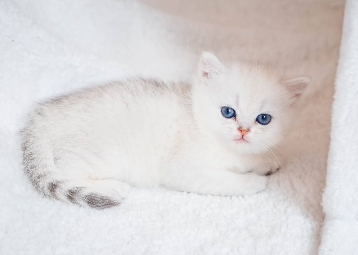 Британская серебристая шиншилла ns12