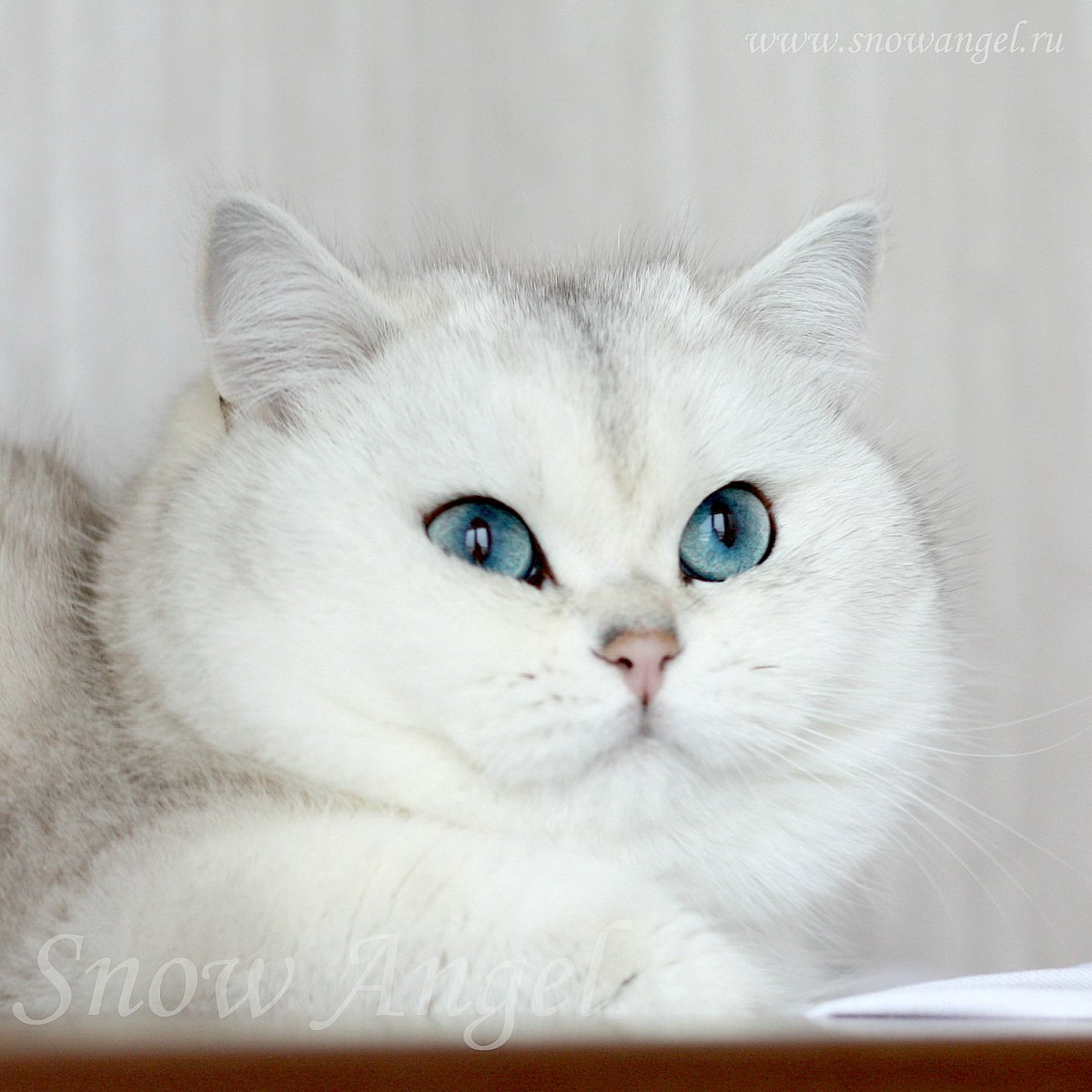 Шиншилла Британская голубая