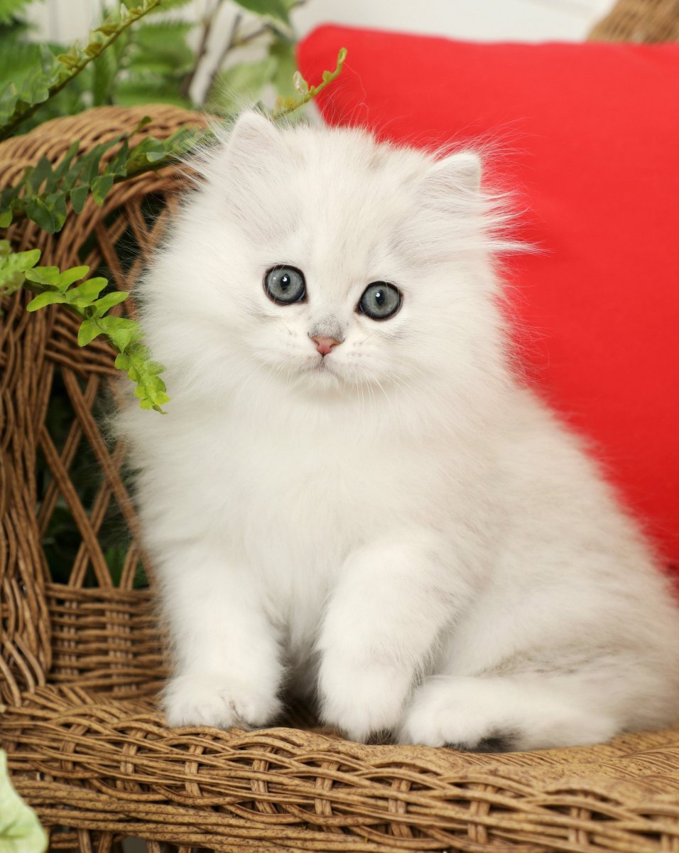 Британская шиншилла серебристая затушеванная