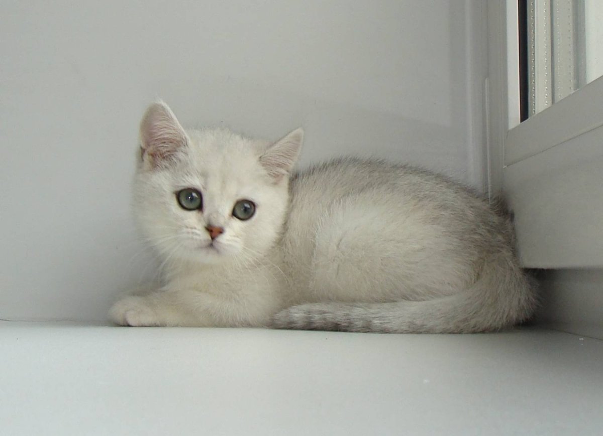 Британская шиншилла Уоби