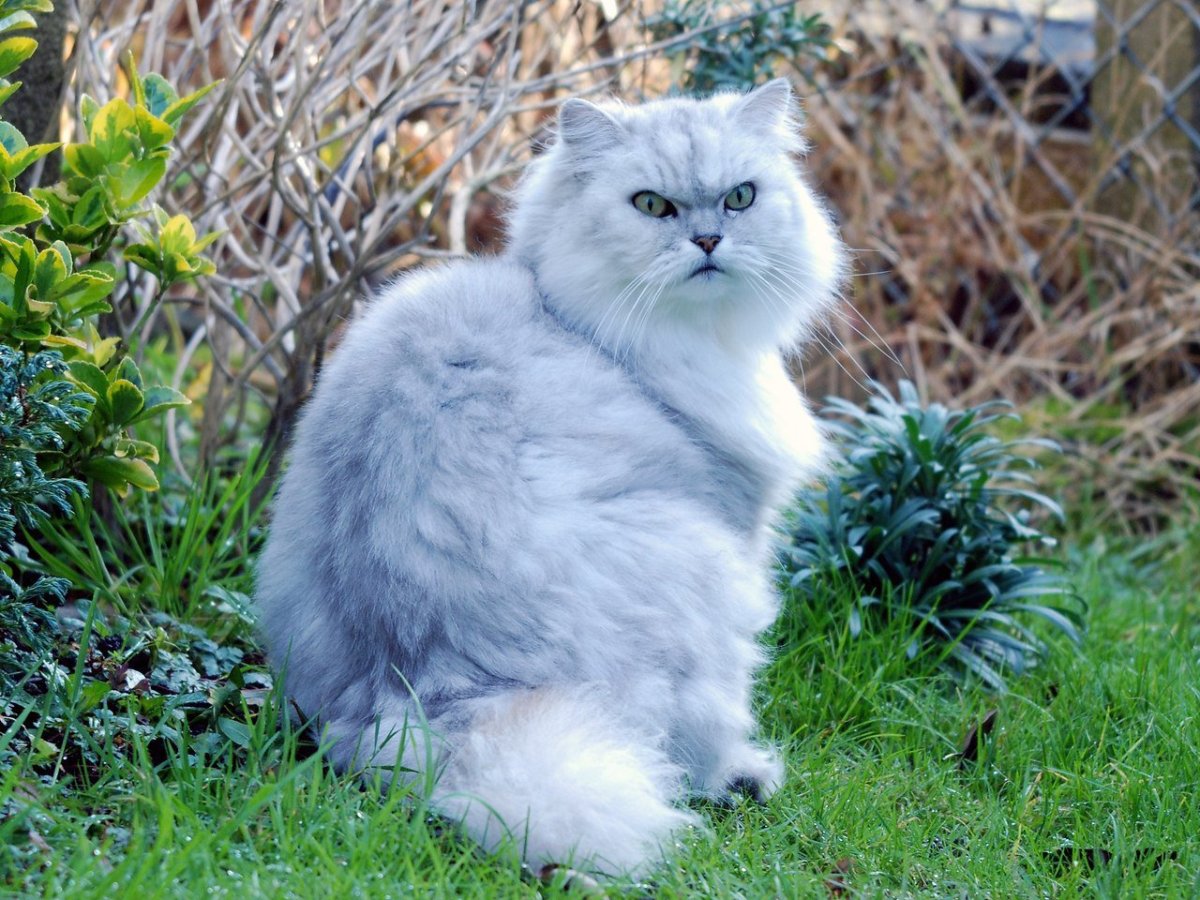 Британская шиншилла Коби