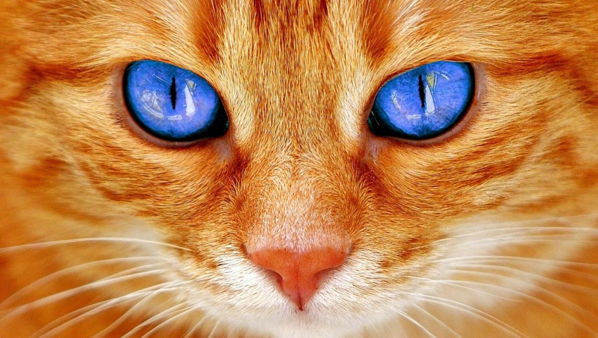 Алмазная живопись набор алмазной вышивки Синеглазый кот (аж-1716) 40х30 см