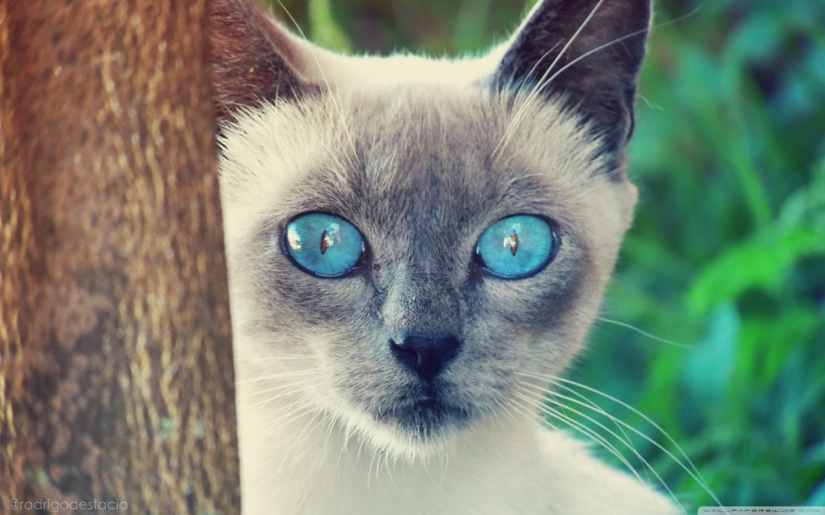 Сиамская кошка