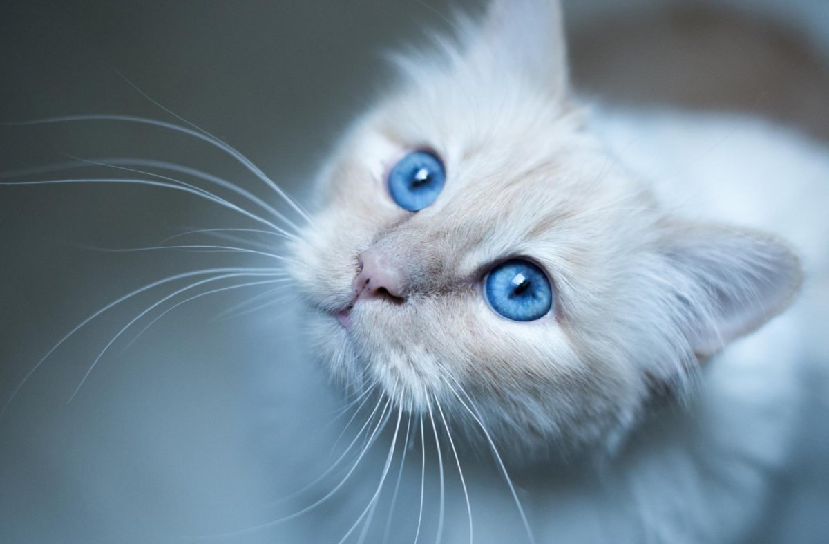 Белая кошка с голубыми глазами обои