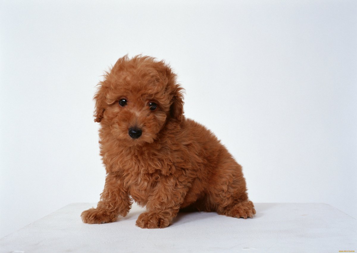 Мальтипу и дети