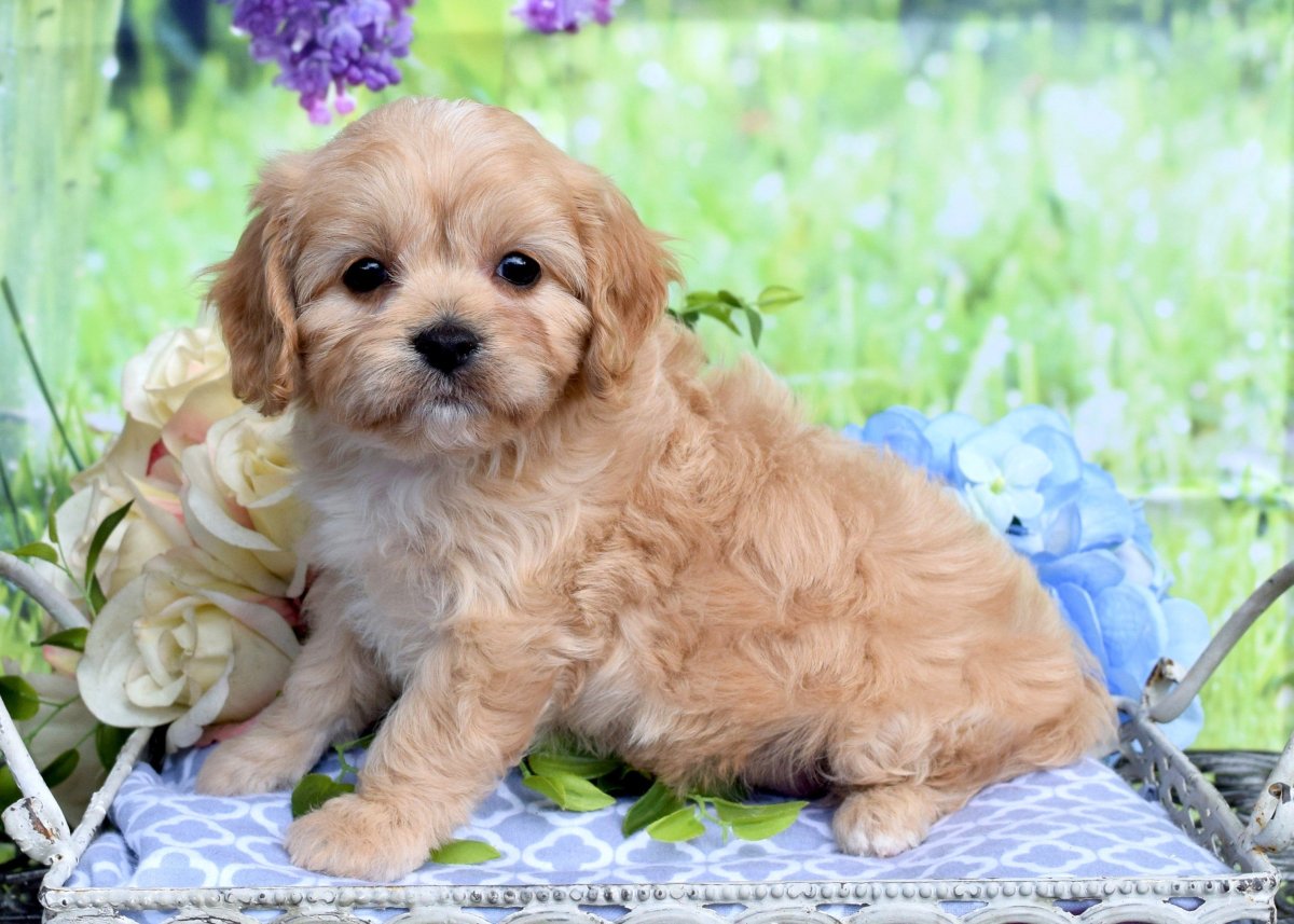 Пудель мальтипу