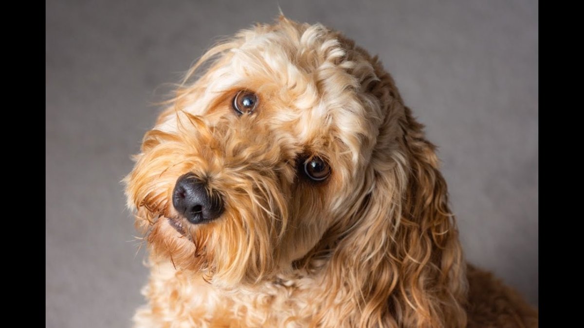 Болонка мальтезе рыжая