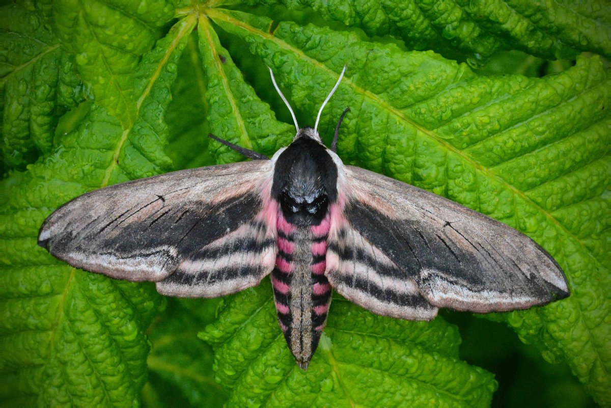 Бражник вьюнковый Agrius convolvuli
