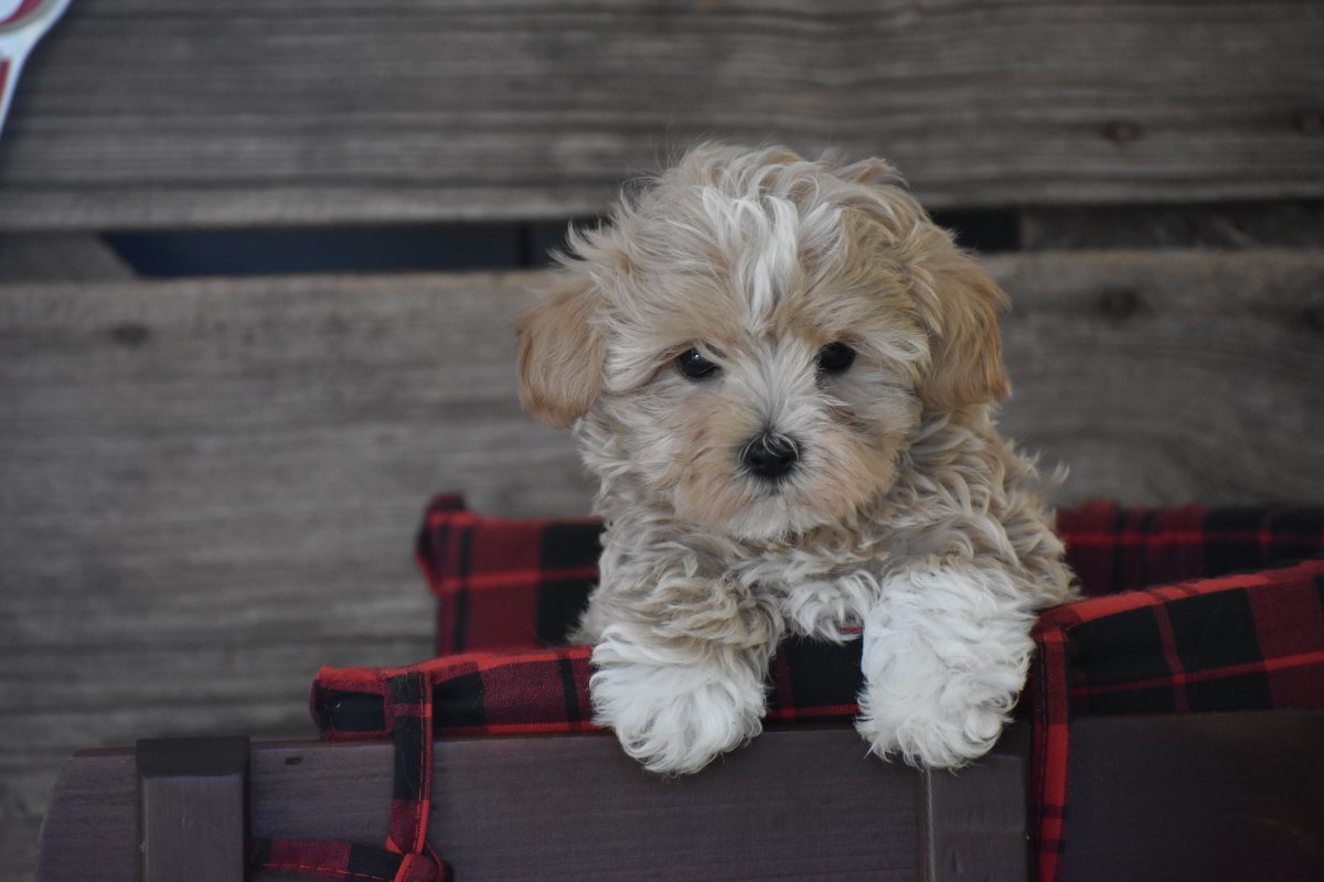 Кокапу карликовый