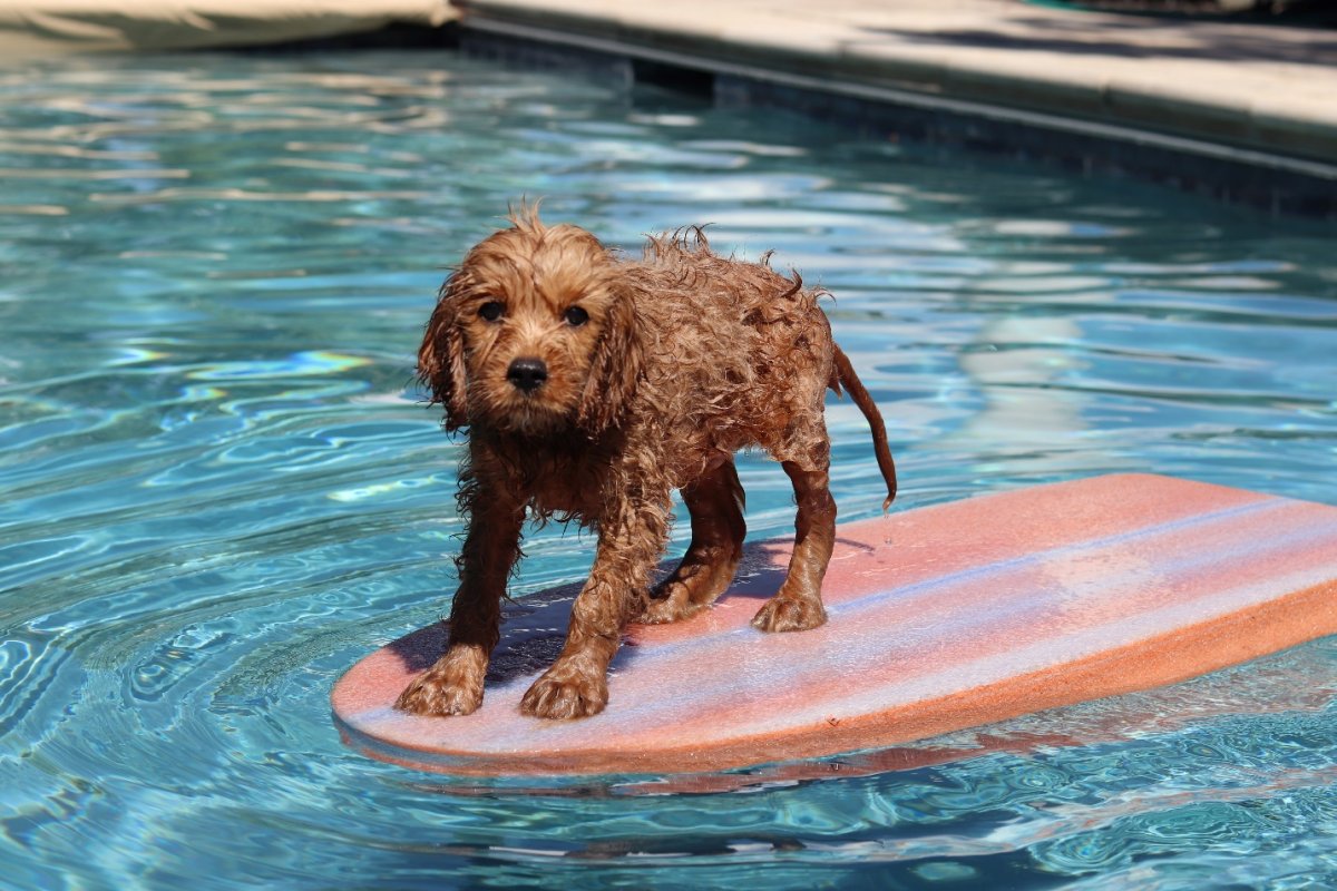 Собака Кавапу 30 см