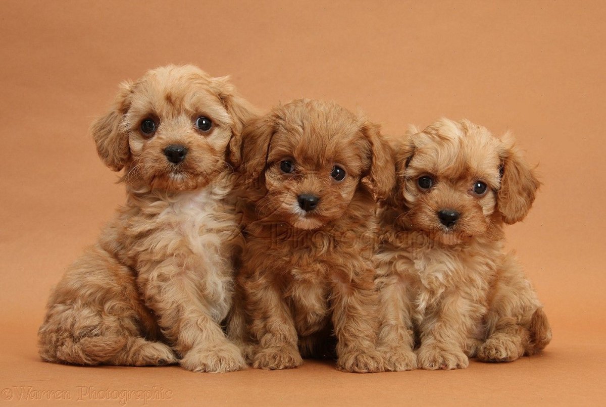 Cavapoo Teacup Puppy Dog.