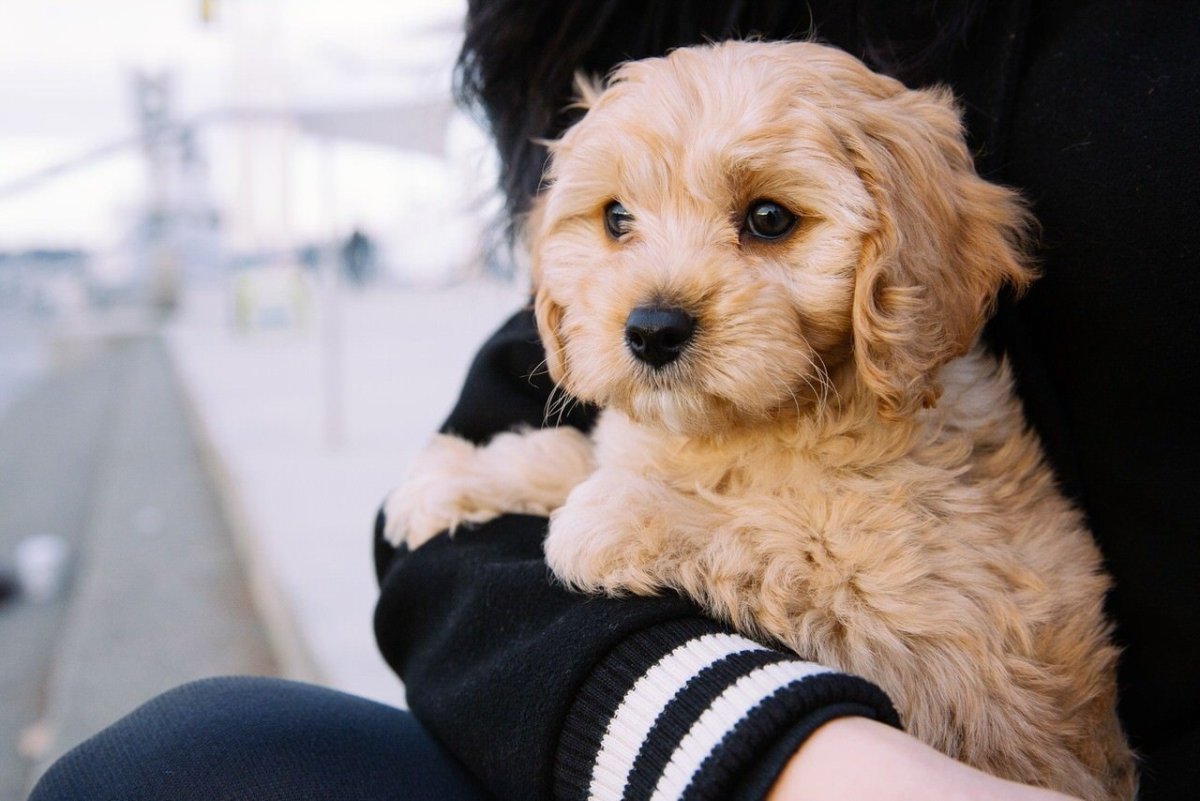 Cavapoo available Puppies