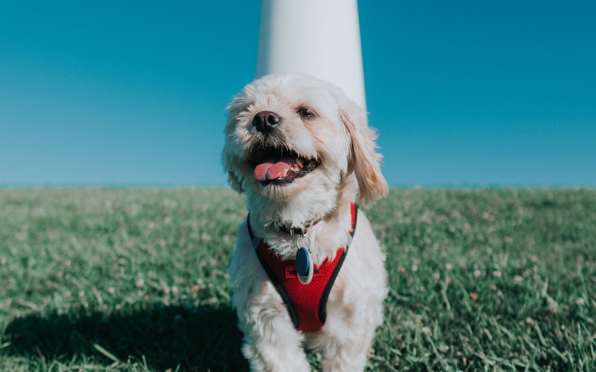 Собака Кавапу 30 см