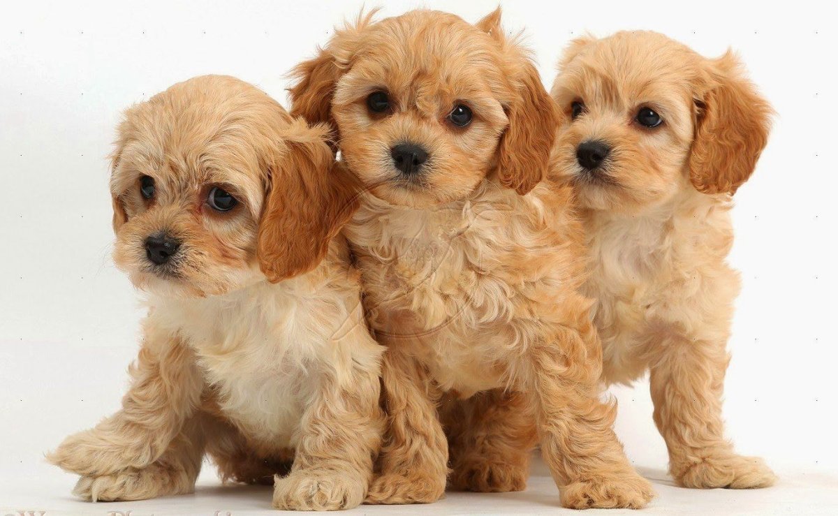 Белый ретривер щенок