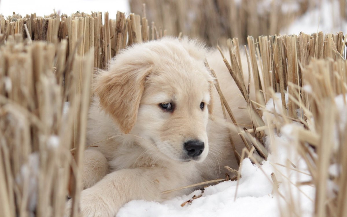 Собака повернула голову
