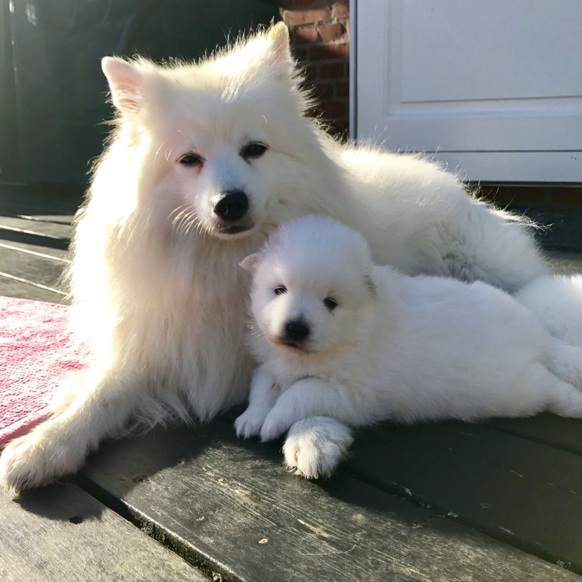 Шпиц альбинос