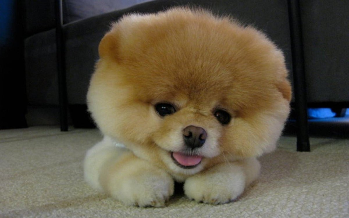 Собака мишка