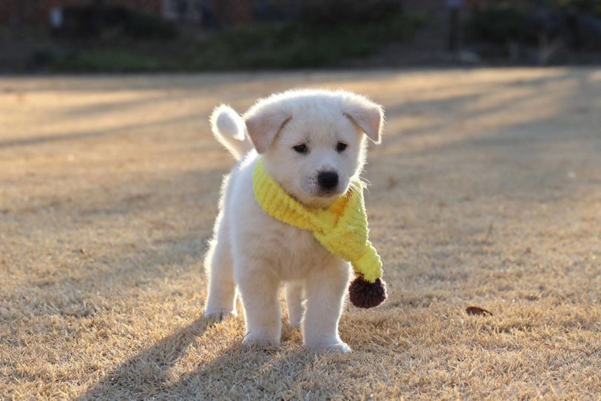 Корейские собачки