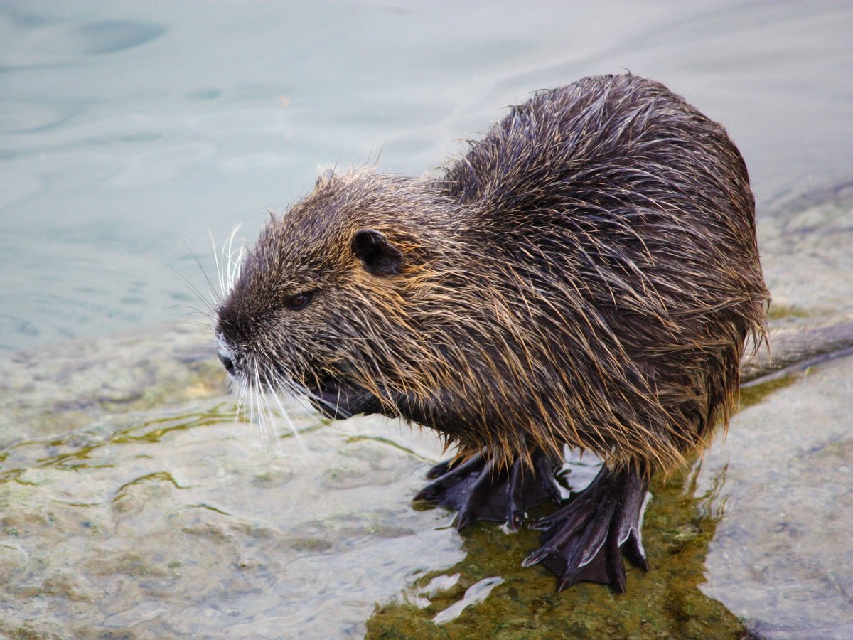 Нутрия Озерная