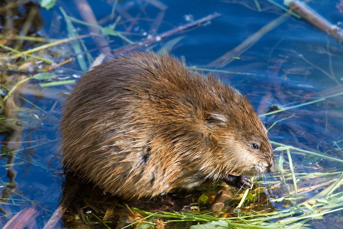 Крыса ондатра