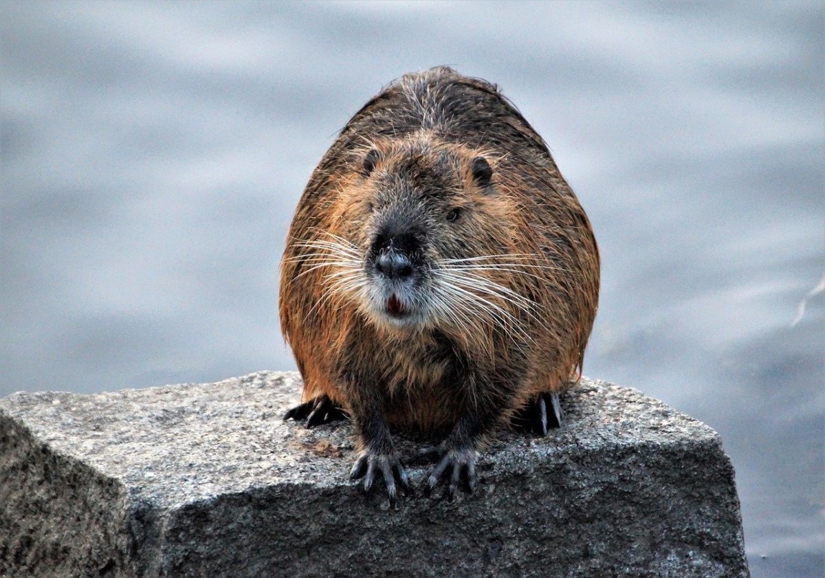 Бобр Южная Америка