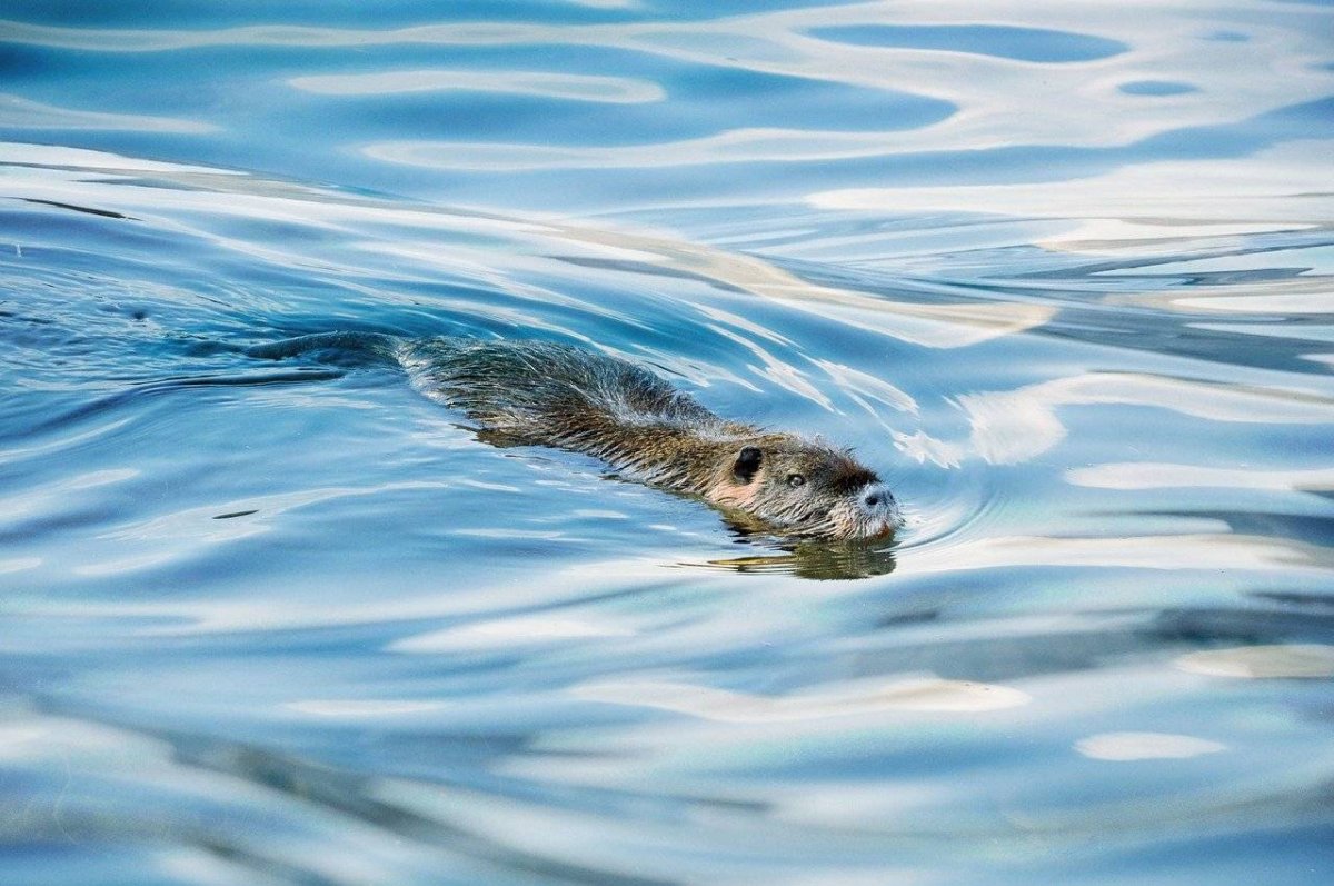 Водяная полевка в воде