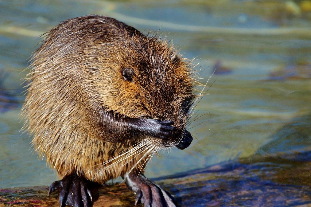 Водяная крыса нутрия