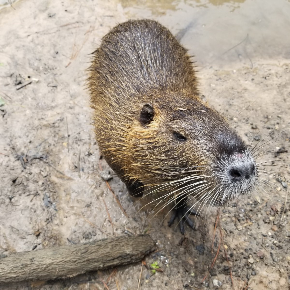 Крыса ондатра