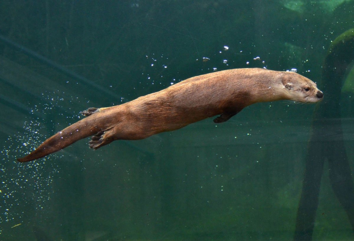 Выдра Речная плывет