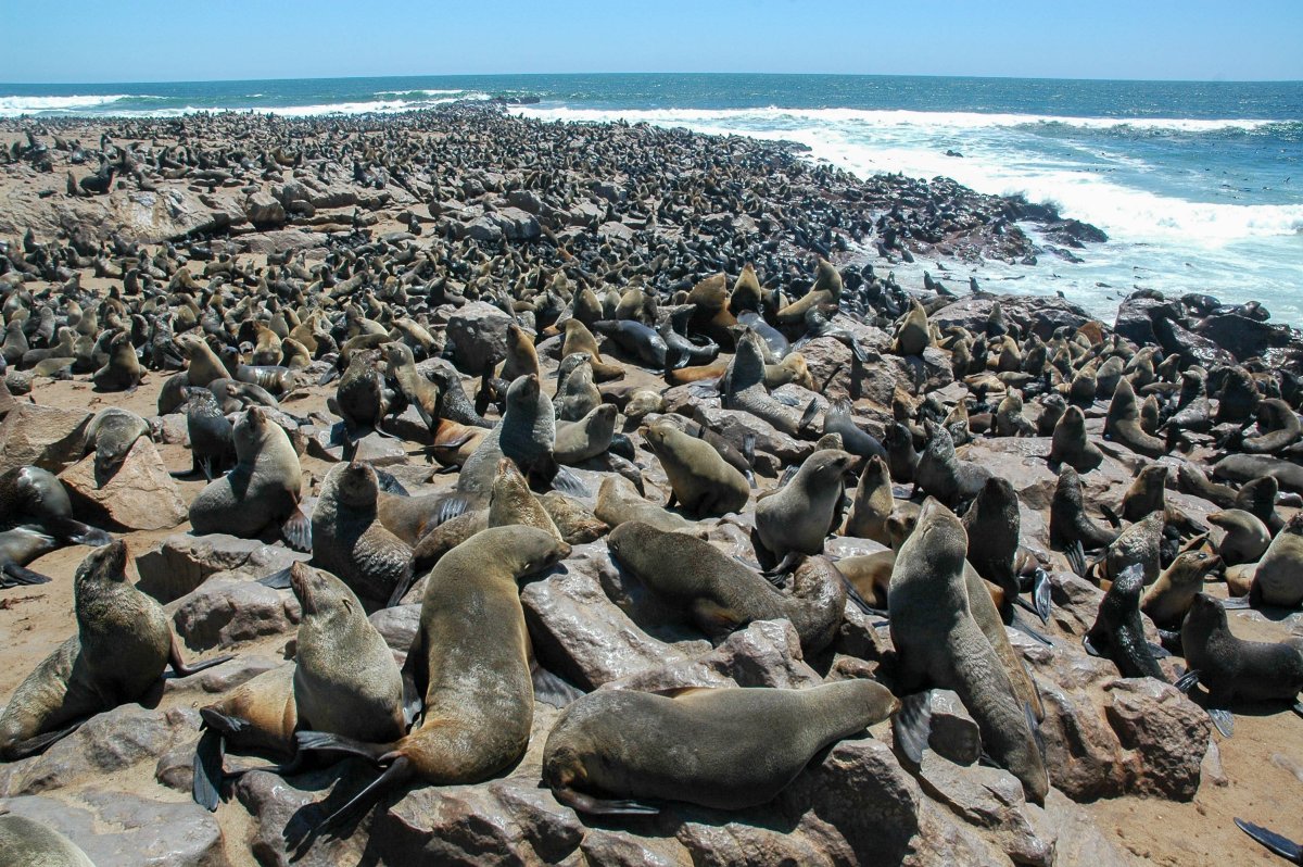 Лежбище морских котиков Сахалин